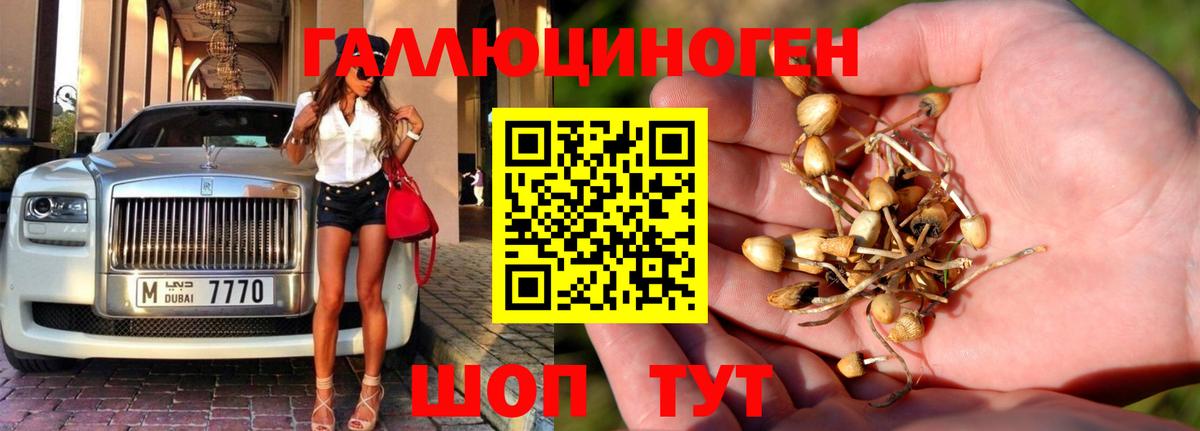 Галлюциногенные грибы Psilocybe Архангельск